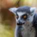 Lemure coda ad anelli - lemur catta -